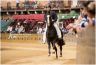 Prove di Addestramento Mattutine: la gallery di Benedetta Aucone